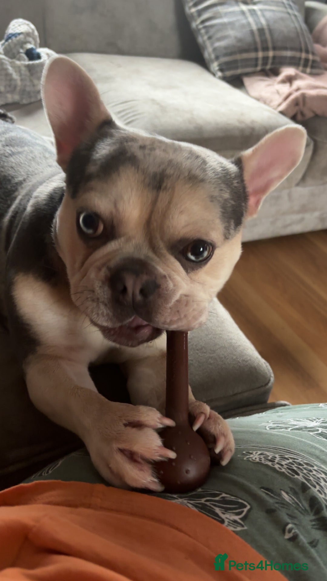 French Bulldog dogs for sale: Hugo French bull dog  - Image 3