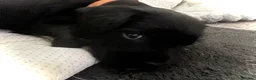 Patterdale Terrier dogs for sale: Patterdale/jack puppies **NEW YEAR NEW ADDITION♥️* - Advert 19
