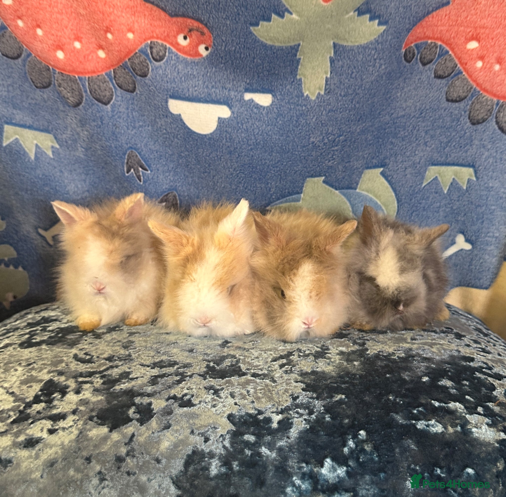 Lionhead rabbits Adorable double mane lionhead baby bunnies  - Advert 1