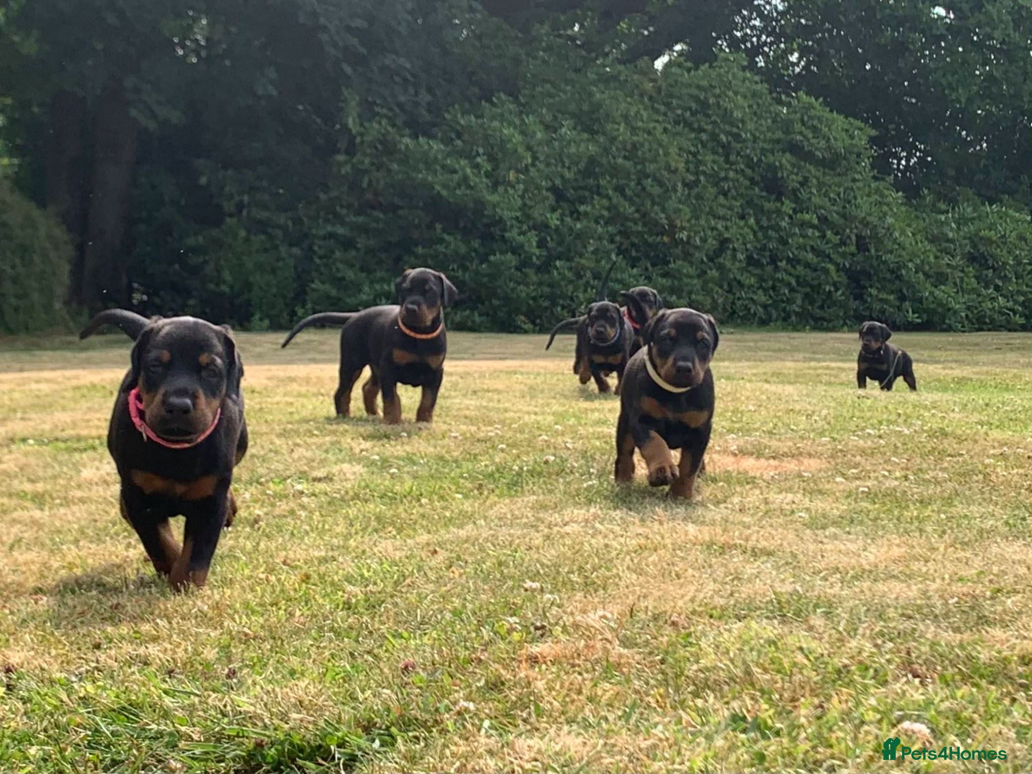 Dobermann dogs Naturally Bred Dobermann Puppies for Sale - Advert 1