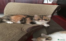 Exotic cats for sale: Beautiful exotic shorthair  - Image 9