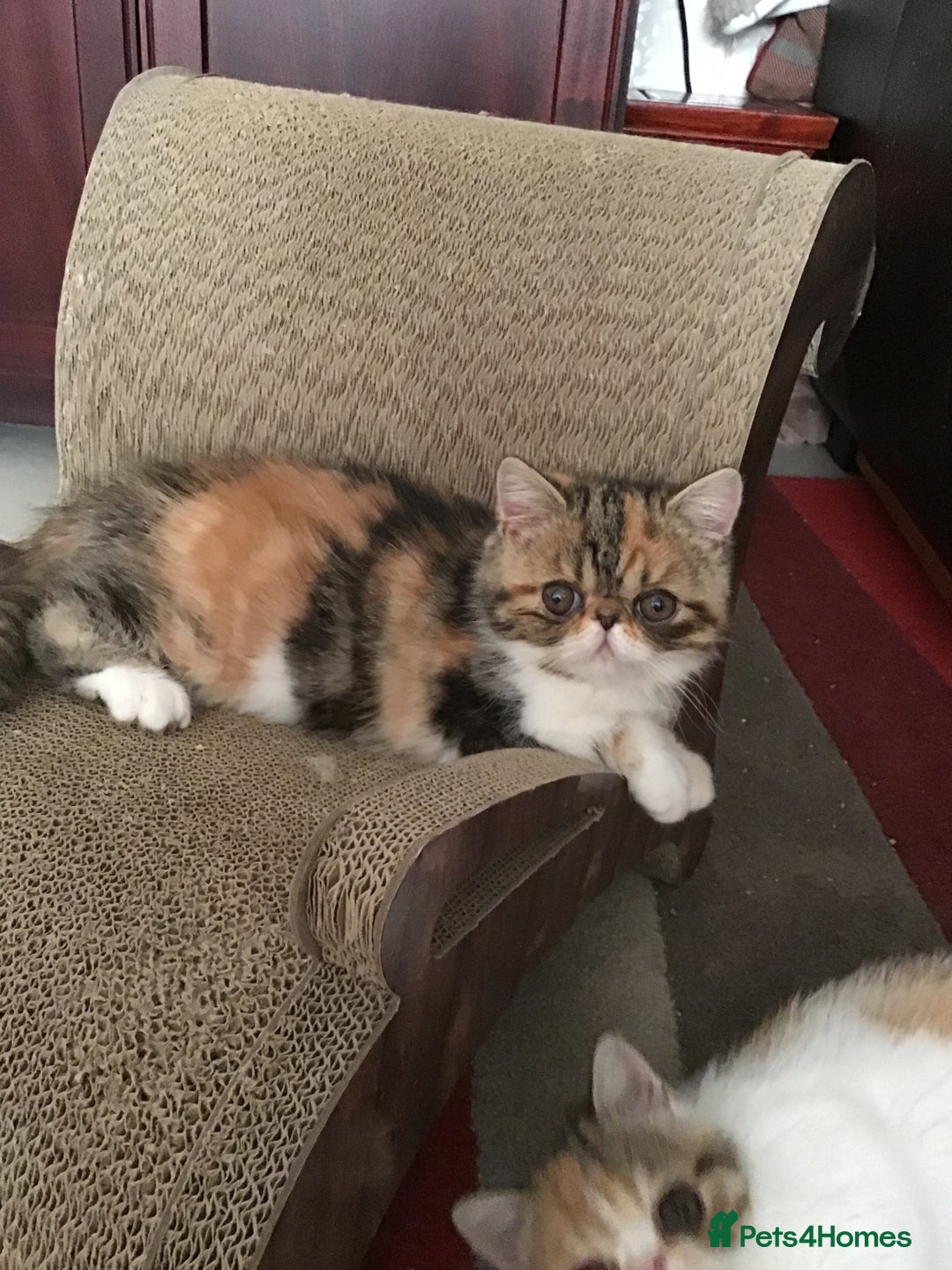 Exotic cats for sale: Beautiful exotic shorthair  - Image 9