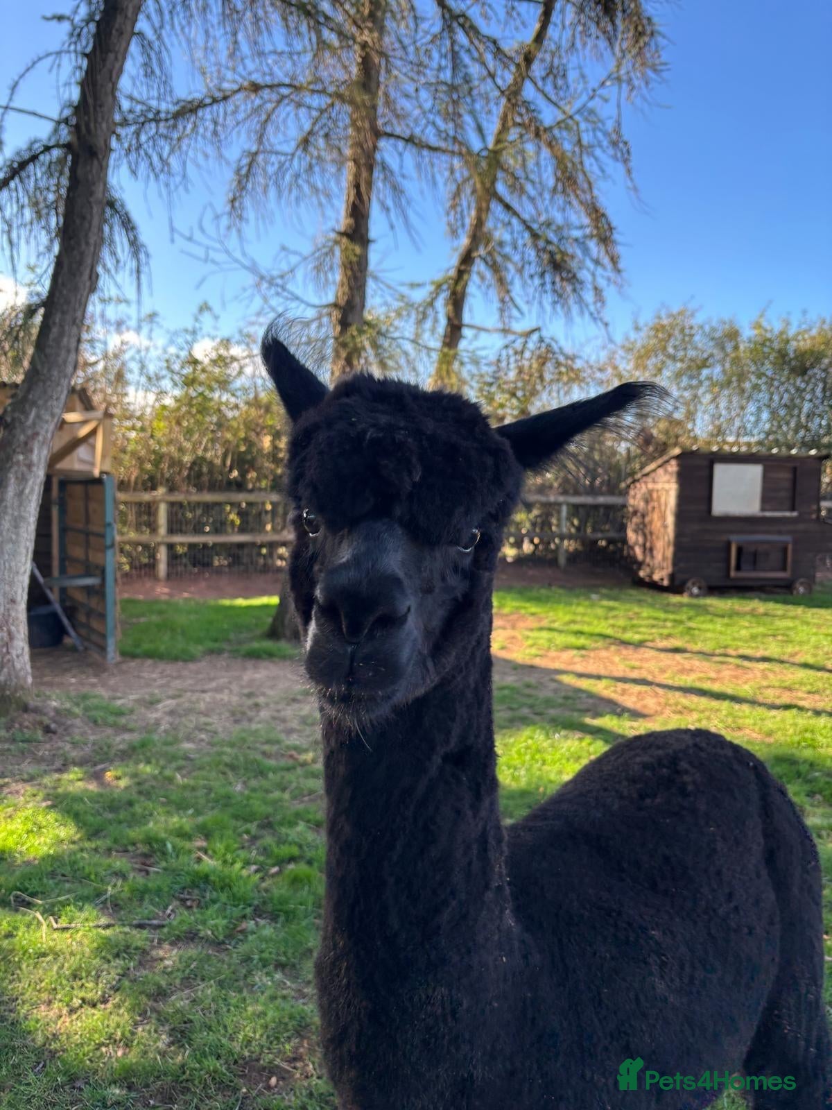 Alpaca livestock Castrated Male Alpaca  - Advert 4