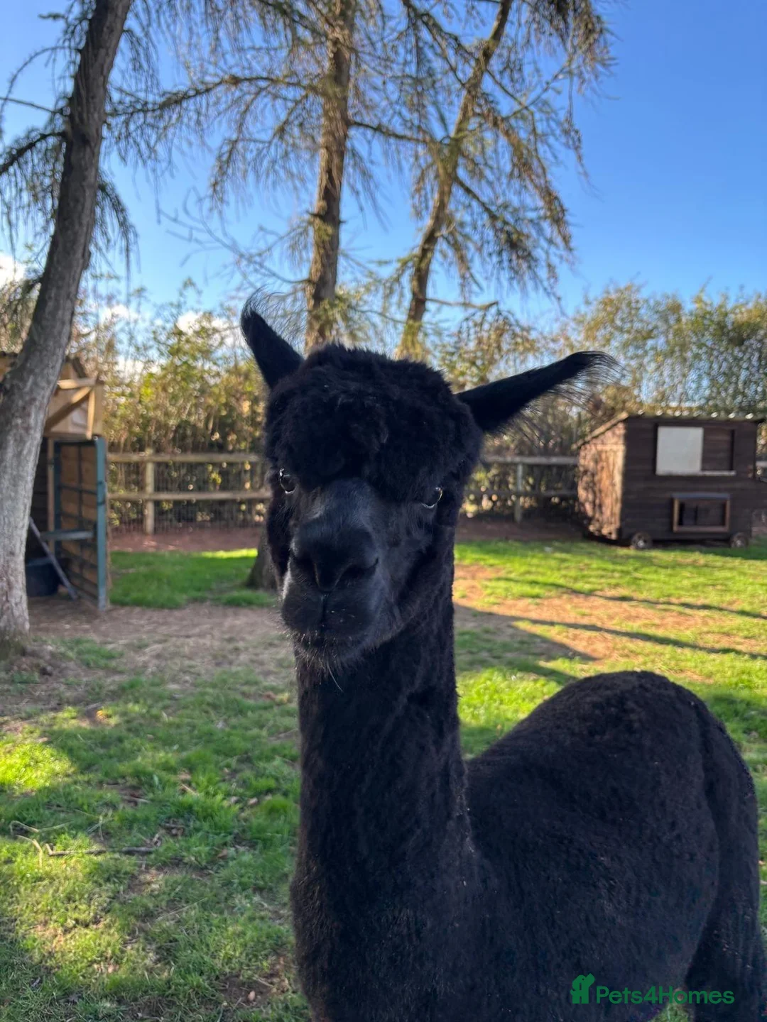 Alpaca livestock for sale: Castrated Male Alpaca  - Advert 1