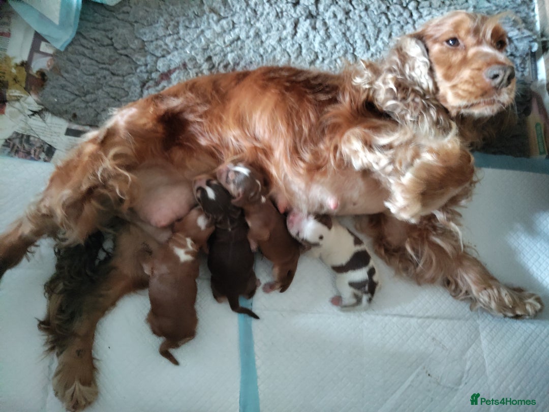 Cocker Spaniel dogs for sale: Cocker Spaniel Show Type KC (Simberwood)  - Image 3
