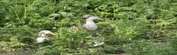 Ducks poultry for sale: Silver Appleyard LF - Advert 5