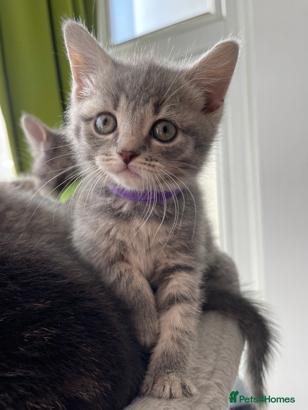 British Shorthair cats for sale: Beautiful kittens❤️ - Image 2