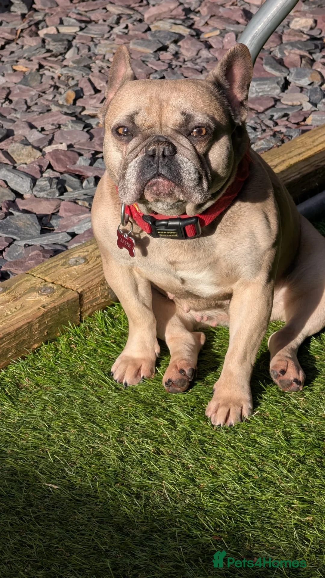 French Bulldog dogs for sale: 5 year old female French Bulldog in Runcorn - Advert 5