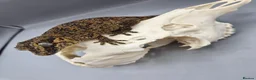 Gecko reptiles for sale: Proven breeder Orange blotch gargoyle gecko  - Advert 2