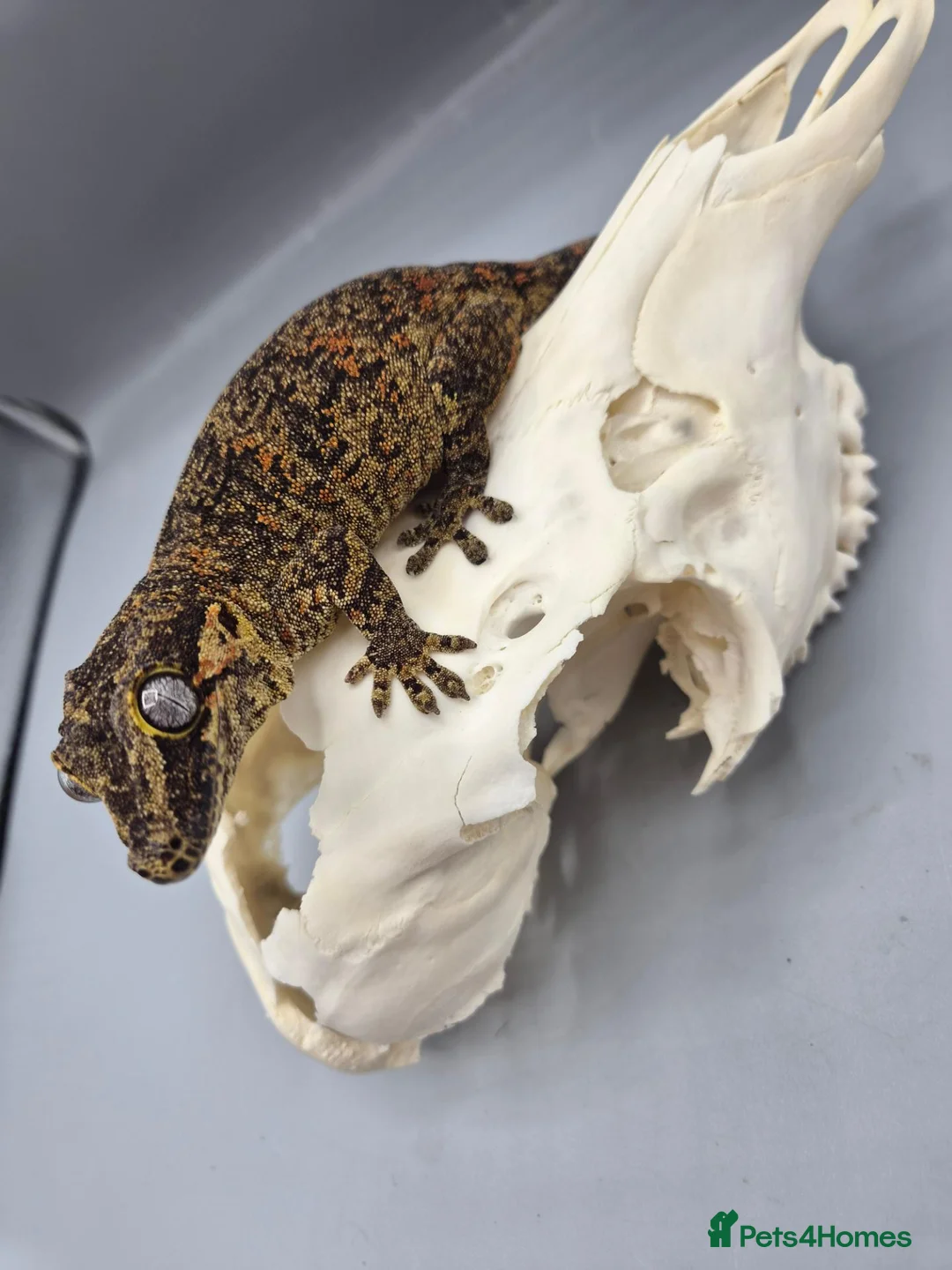 Gecko reptiles for sale: Proven breeder Orange blotch gargoyle gecko  - Advert 2