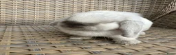 Mini Lop rabbits for sale: 1 Lovely handsome mini lop buck and adult. - Advert 5