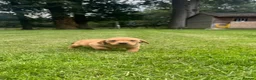 Springador dogs for sale: Springadore puppies for sale  in Thetford - Advert 20