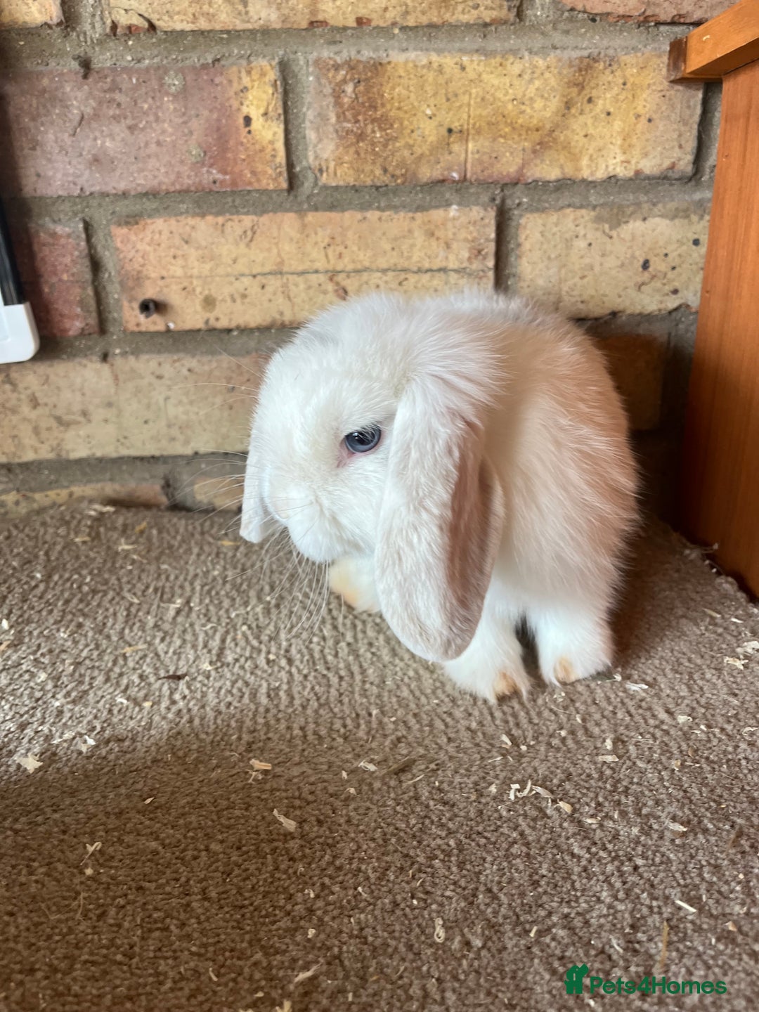 Mini Lop rabbits for sale: Mini Lop baby ready to leave - Image 4