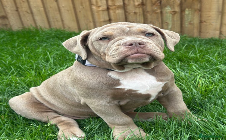 Olde English Bulldogge dogs in Bury Saint Edmunds - Advert 1
