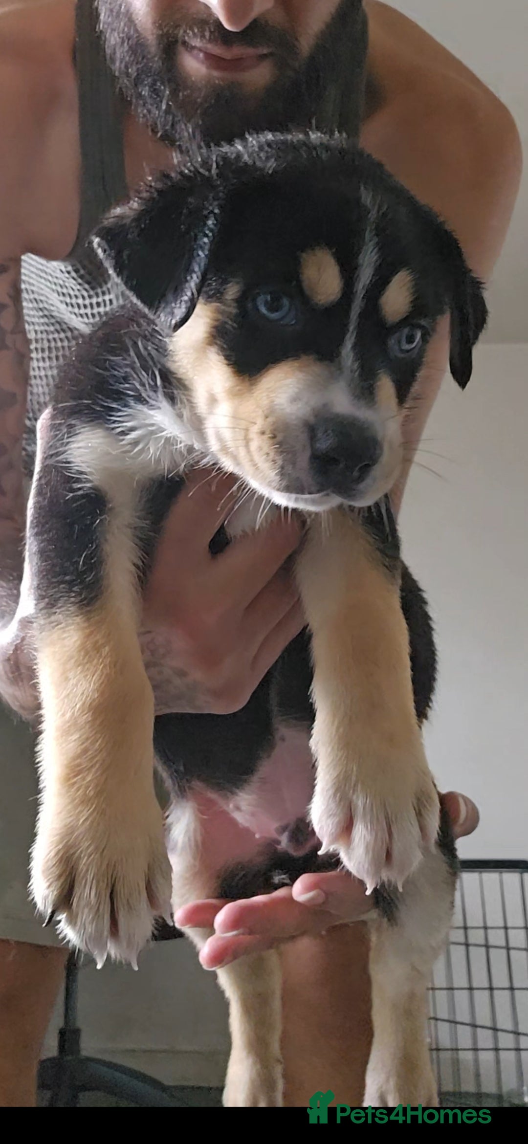 Mixed Breed dogs for sale: siberian husky cross cane corse and stuffy - Image 12