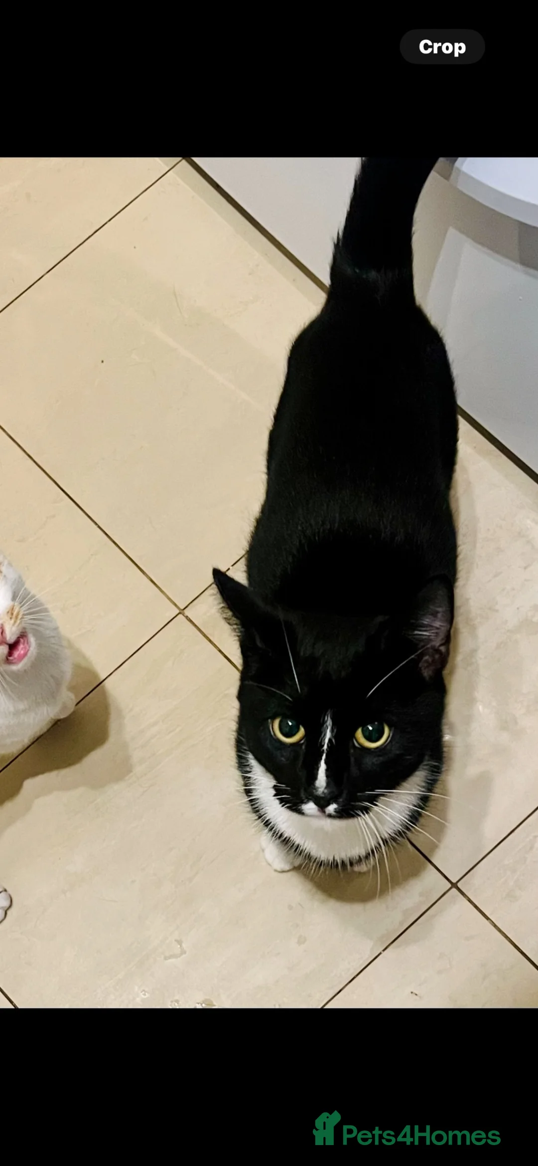 Mixed Breed cats for sale: 2 Cats for rehome - Advert 3