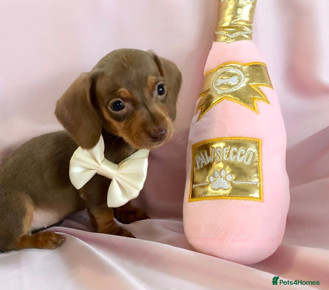 Miniature Dachshund dogs for sale: True miniature’s dapples & chocolate 🤎 - Image 1