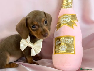 Miniature Dachshund dogs for sale - Advert 1