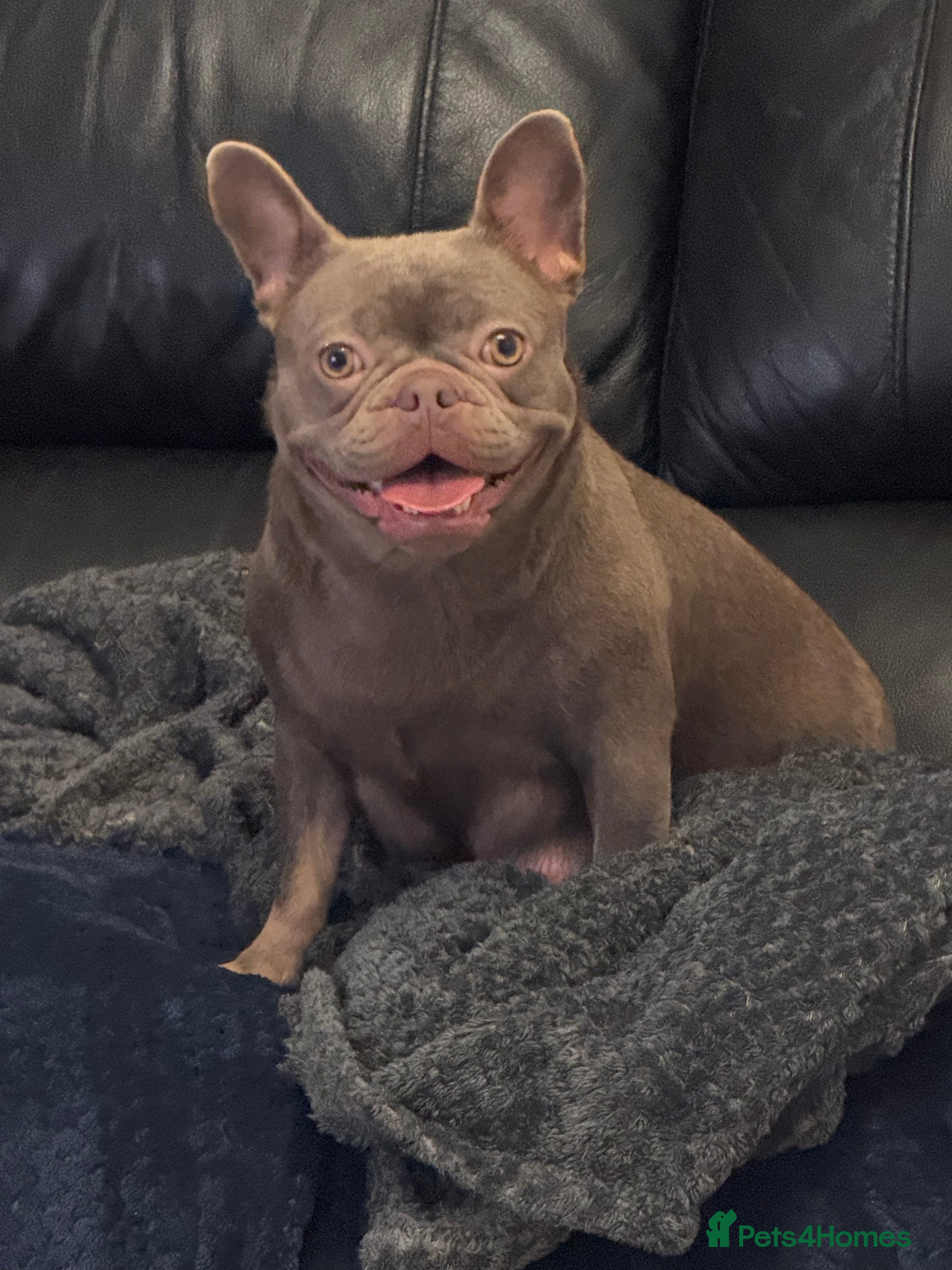 French Bulldog dogs 5 Beautiful French Bulldog Puppies - Advert 4