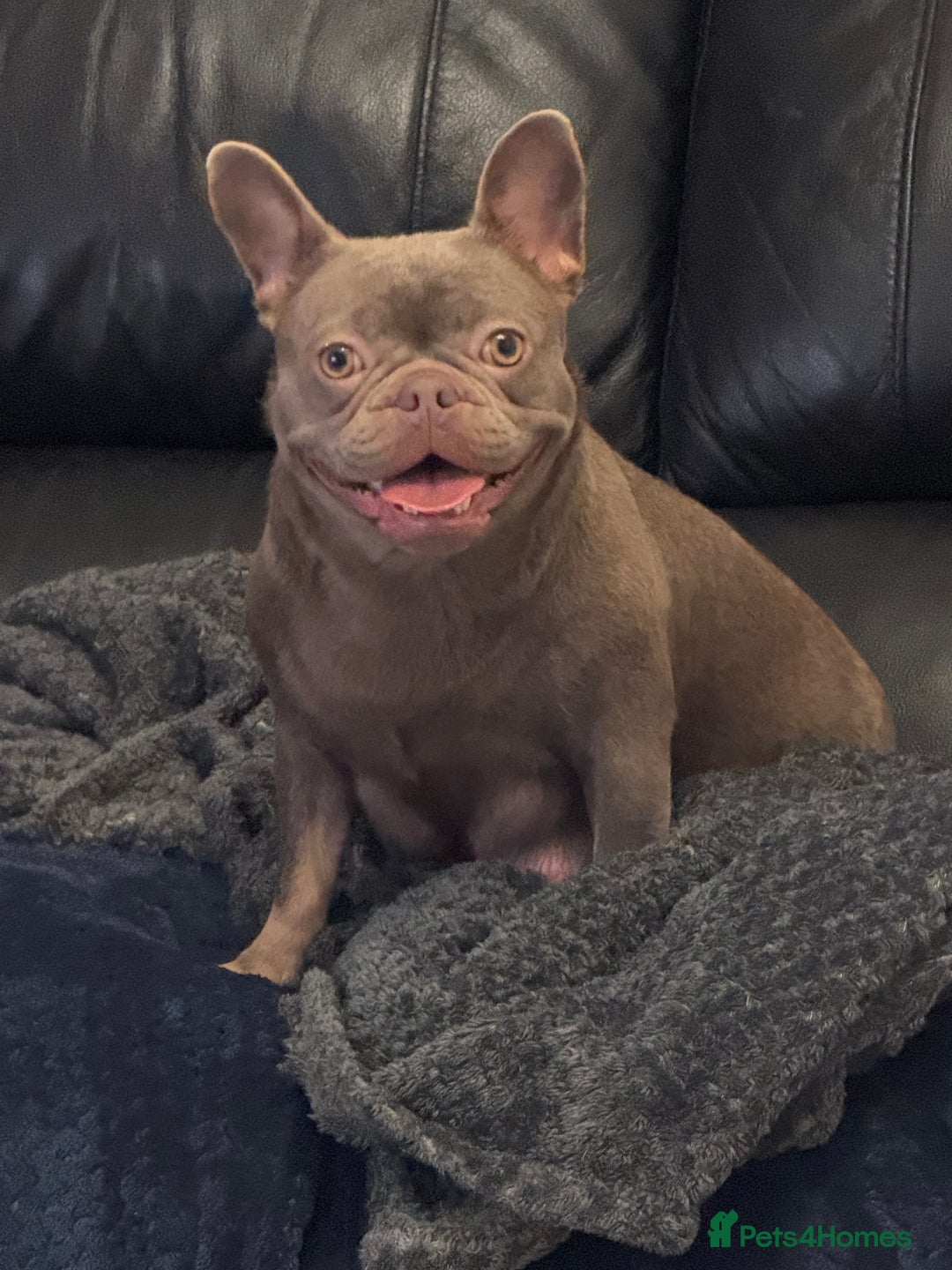 French Bulldog dogs for sale: 5 Beautiful French Bulldog Puppies - Advert 1