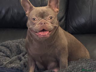 French Bulldog dogs Beautiful Female French Bulldog Puppy - Advert 19