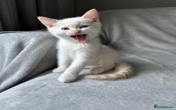 Ragdoll cats for sale: Flame lynx point Ragdoll x kitten Ready to leave - Image 3
