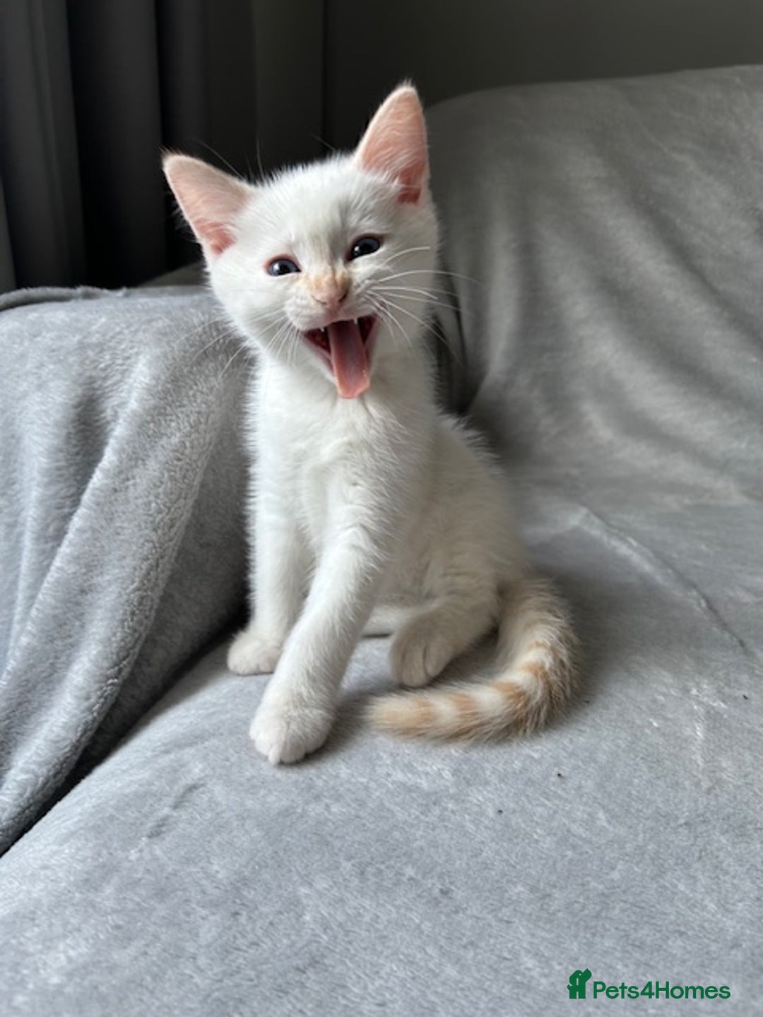 Ragdoll cats for sale: Flame lynx point Ragdoll x kitten Ready to leave - Image 3