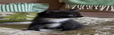 Maine Coon 3