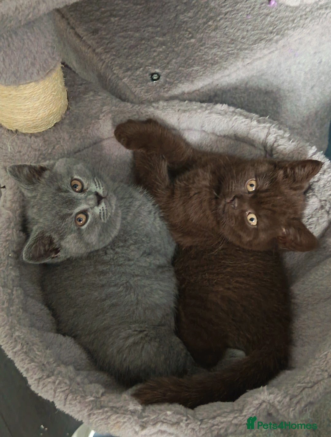 British Shorthair cats *Beautiful GCCF Reg'd Kittens*DNA Tested Parents* - Advert 9