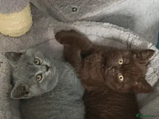 British Shorthair cats *Beautiful GCCF Reg'd Kittens*DNA Tested Parents* - Advert 9