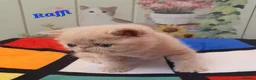 Exotic cats for sale: Chunky gorgeous Gccf registered boys  - Advert 3