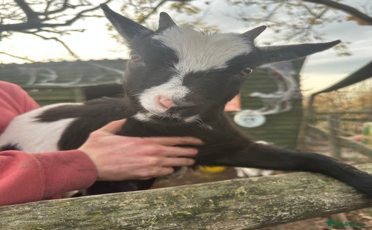 Goats livestock Goats for sale  - Advert 13