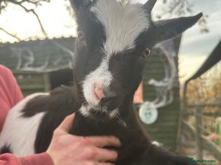 Goats livestock Goats for sale - Advert 4