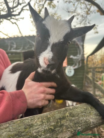Goats livestock Goats for sale - Advert 2