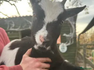 Goats livestock Goats for sale - Advert 15