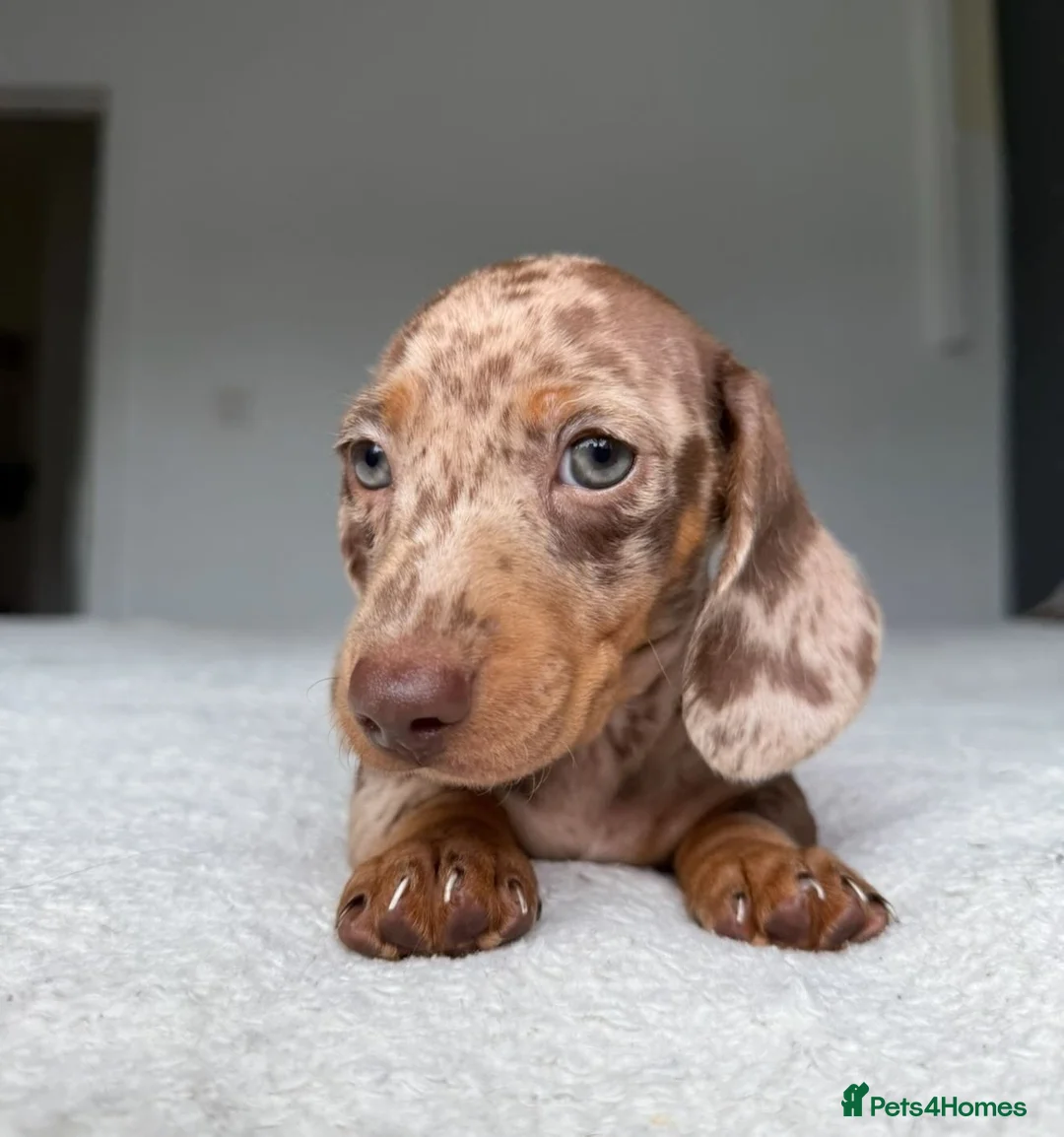 Miniature Dachshund dogs for sale: Beautiful Dapple Dachshund Puppies – Leo & Nala - Advert 8