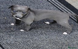 Whippet dogs for sale: Whippets - Image 4