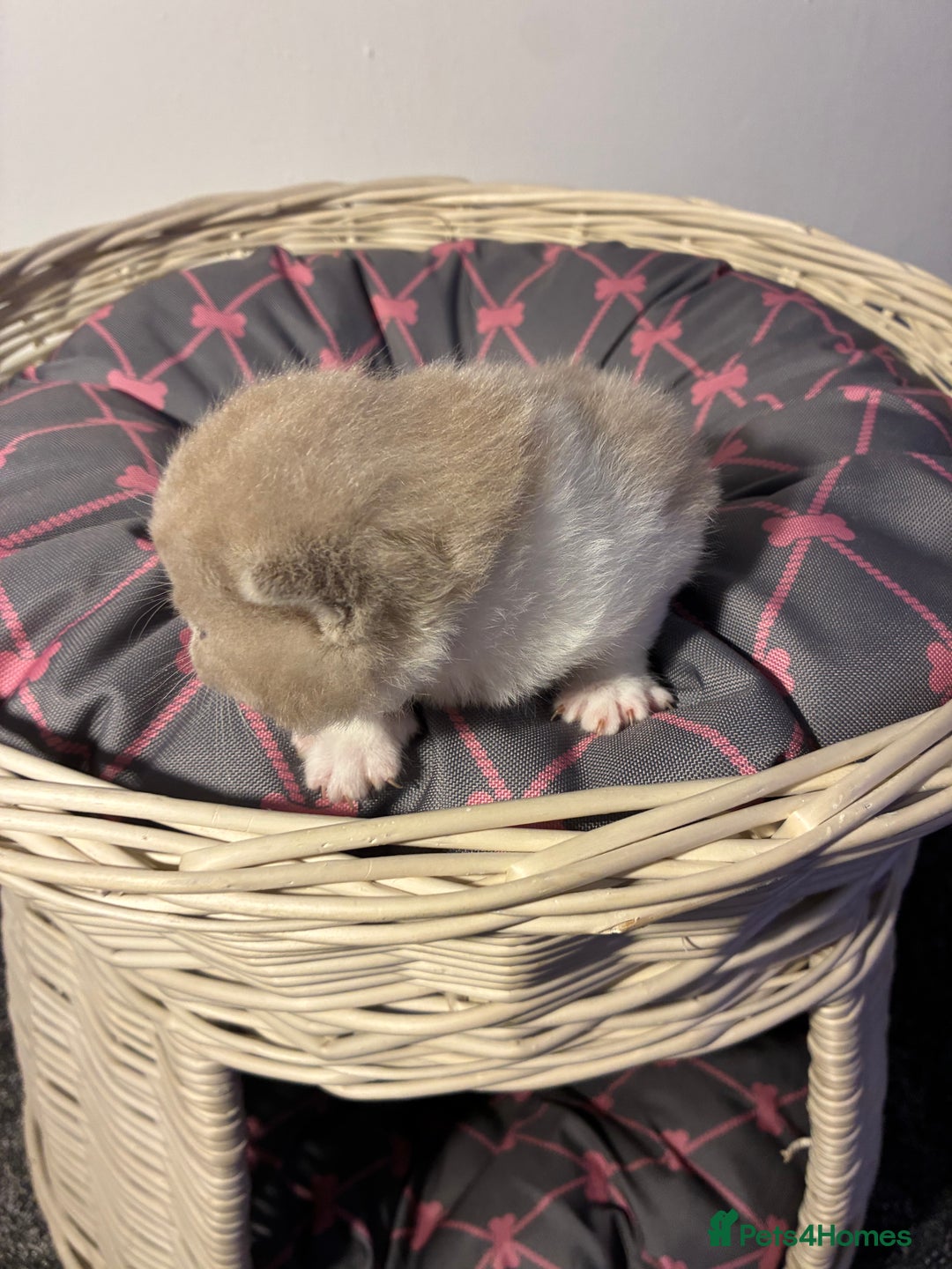 British Shorthair cats for sale: 5 BSH TICA REGISTERED KITTENS - Advert 20