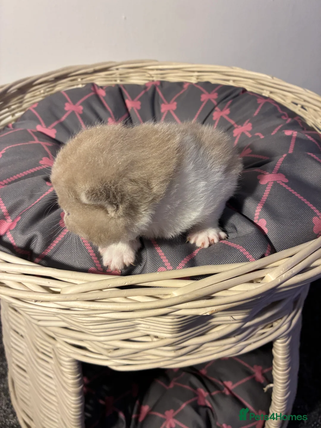 British Shorthair cats for sale: LAST 1 REMAINING BSH TICA KITTENS - Advert 11