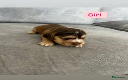 Cocker Spaniel dogs for sale: ✨show type cocker spaniel ✨ - Image 7