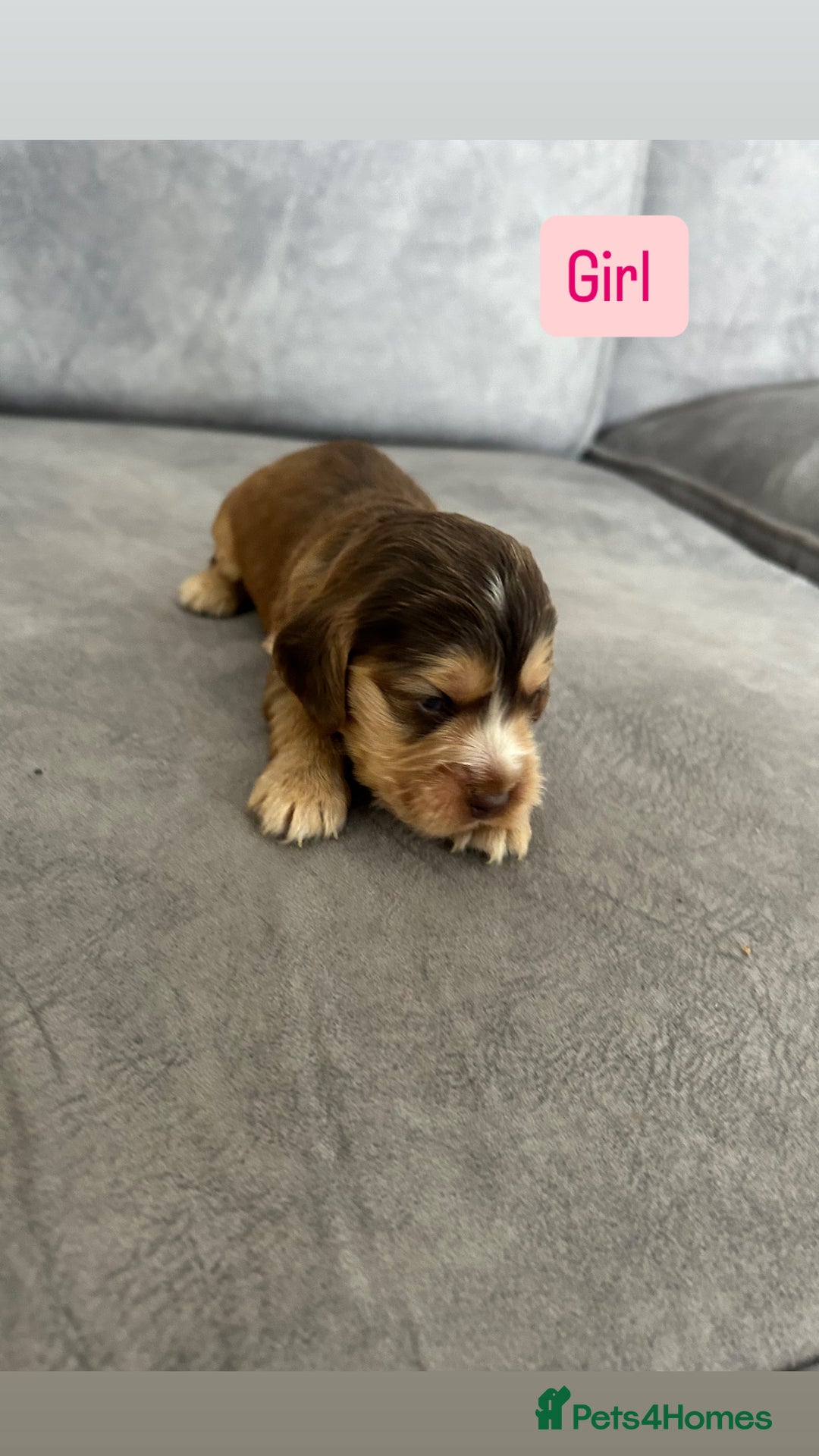 Cocker Spaniel dogs for sale: ✨show type cocker spaniel ✨ - Image 7