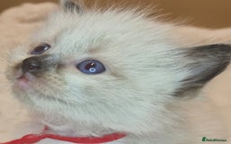 Ragdoll cats for sale: Proven healthy ragdolls 🐾 Sepias & traditionals   - Image 25