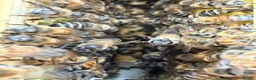 Mixed Breed invertebrates for sale: 6 Frame Overwintered National Nucleus of Bees 2027 - Advert 9