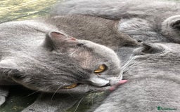 British Shorthair cats for sale: Adorable BSH Blue kittens  - Image 7