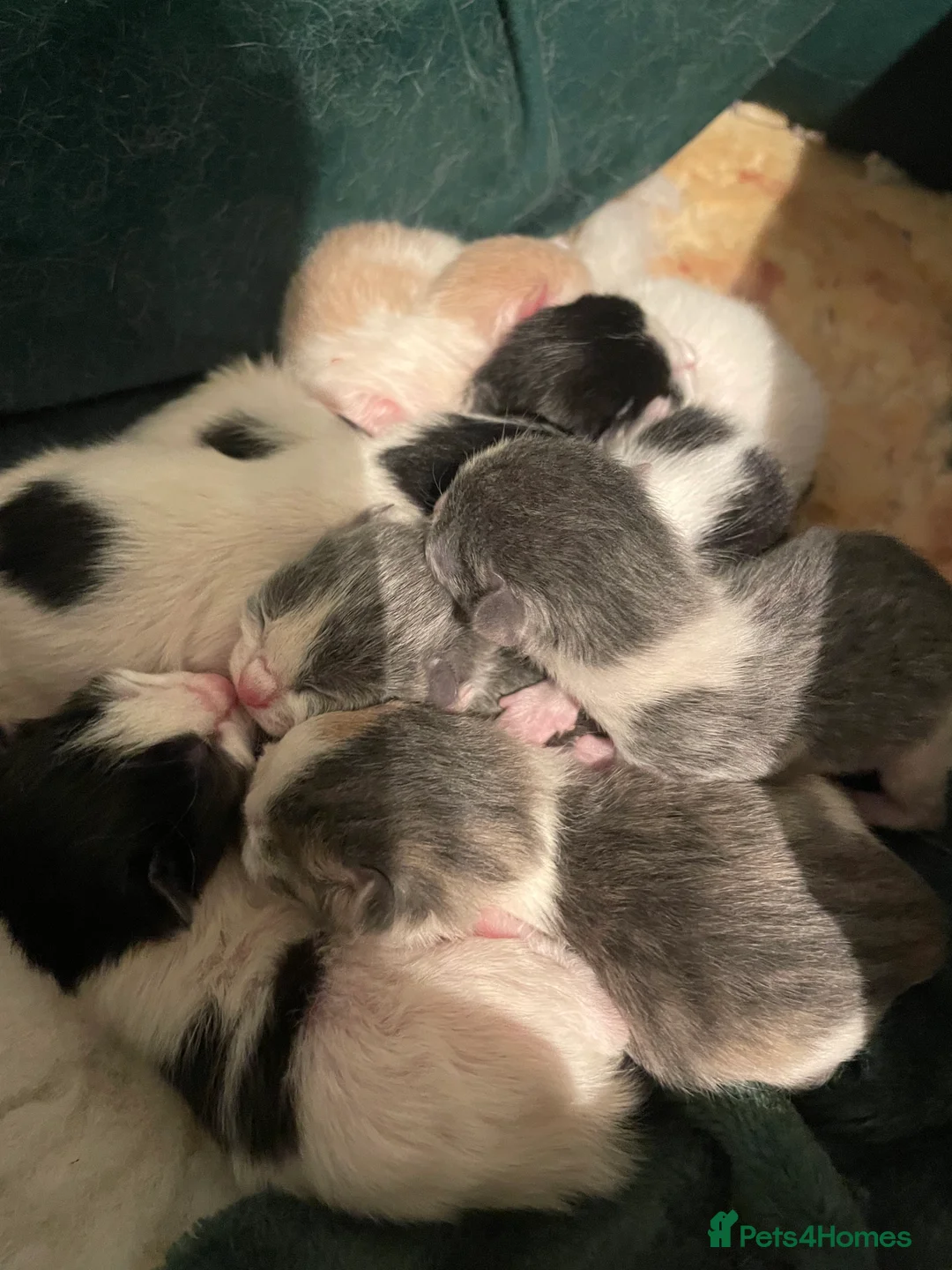 Domestic Shorthair cats for sale: 7 kittens for sale - Advert 3