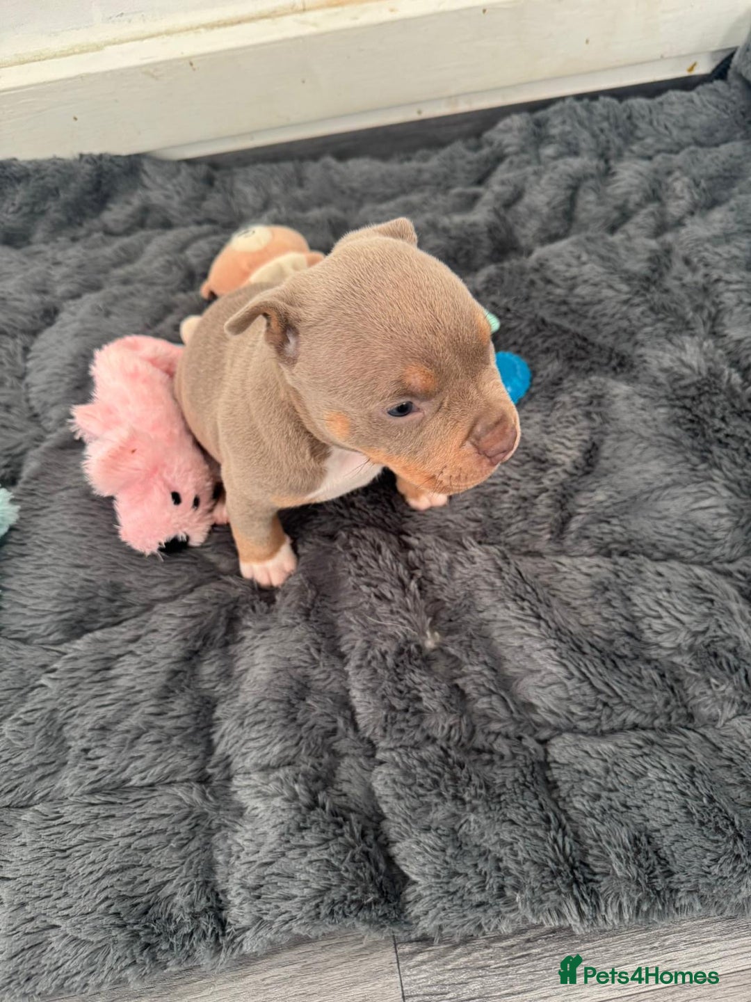American Bully dogs for sale: Beautiful little pocket bullies for sale - Advert 9