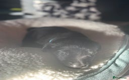 Labrador Retriever dogs for sale: EXCELLENT &UNIQUE LAB PUPPIES AV 12 NOV £1450 - Image 31