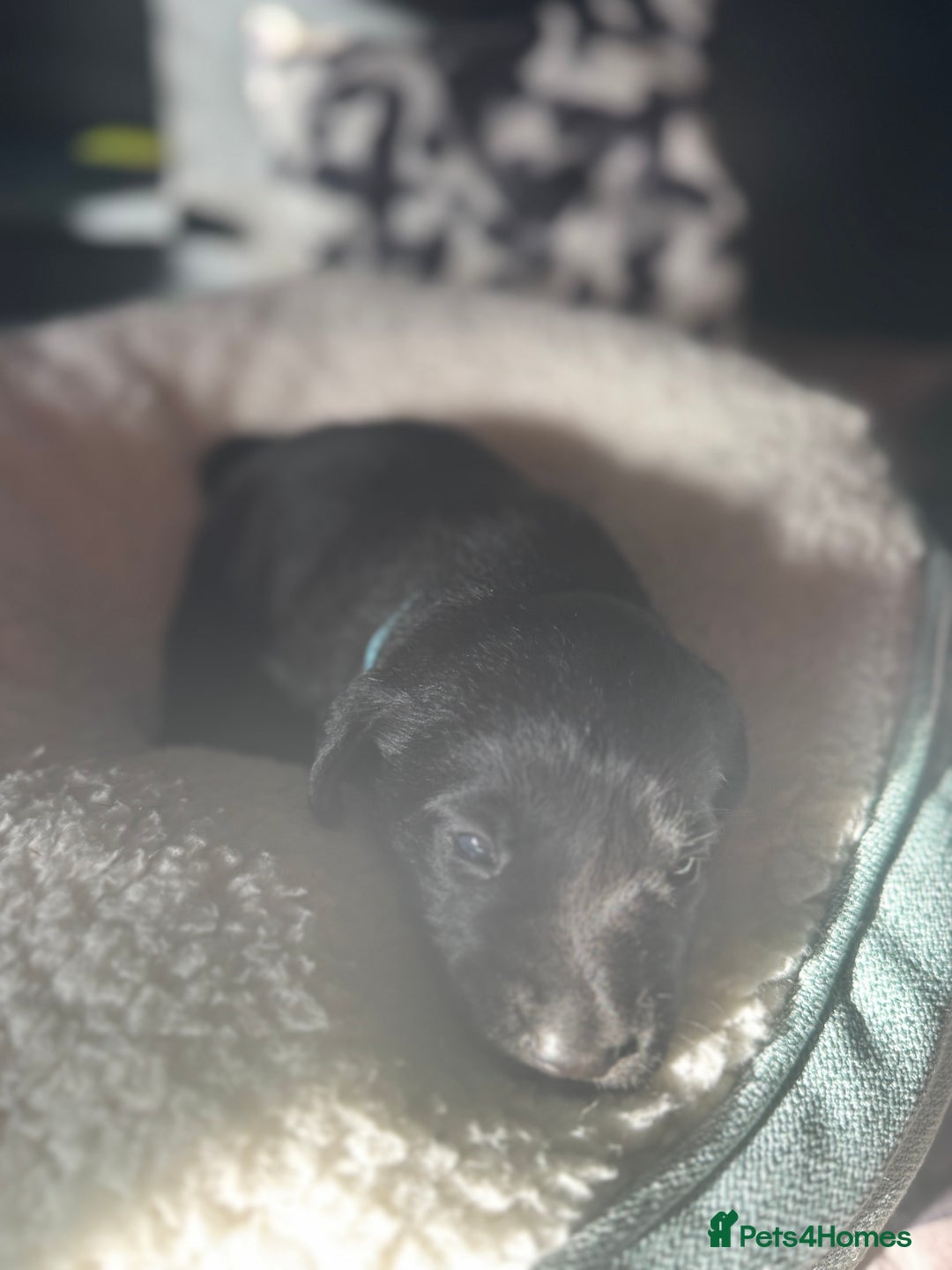 Labrador Retriever dogs for sale: EXCELLENT &UNIQUE LAB PUPPIES AV 12 NOV £1450 - Image 31