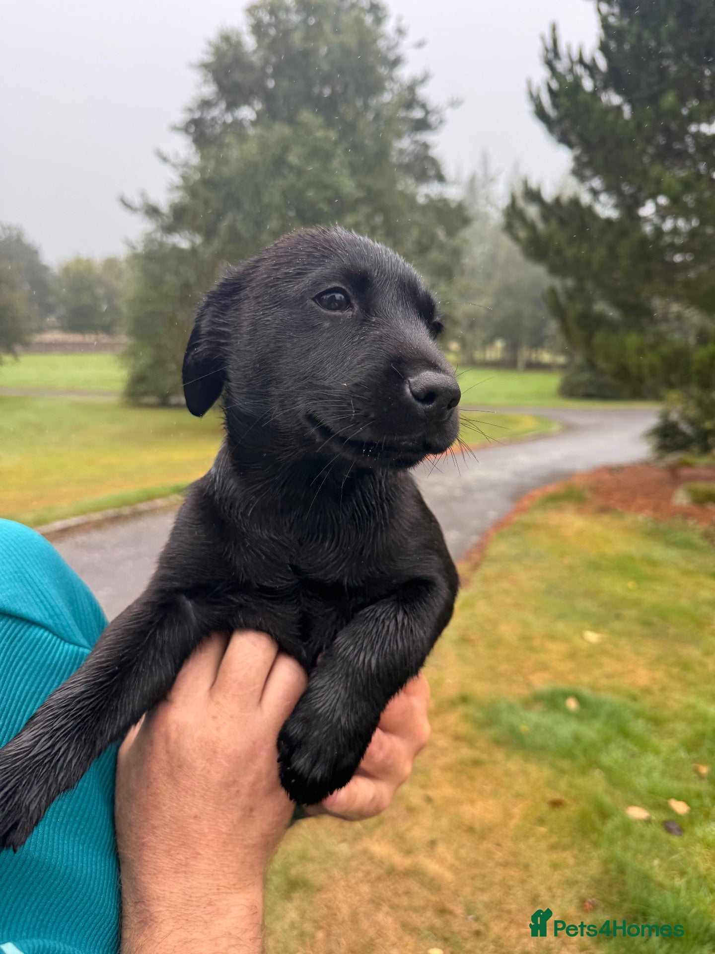 Labrador Retriever dogs Beautiful Kennel Club Registered Labradors Puppies - Advert 2