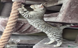 Bengal cats for sale: Bengal Kitten 2 - Outstanding Silver Rosetted Tica Bengal Kittens  - Image 6